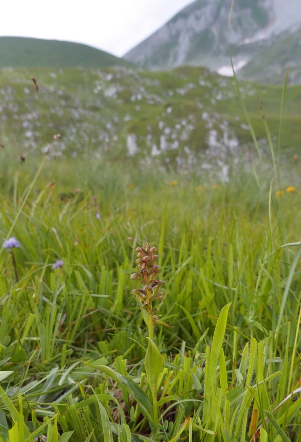 er Terminillo: la Nigritella widderi e altre orchidee sulla montagna di Roma.